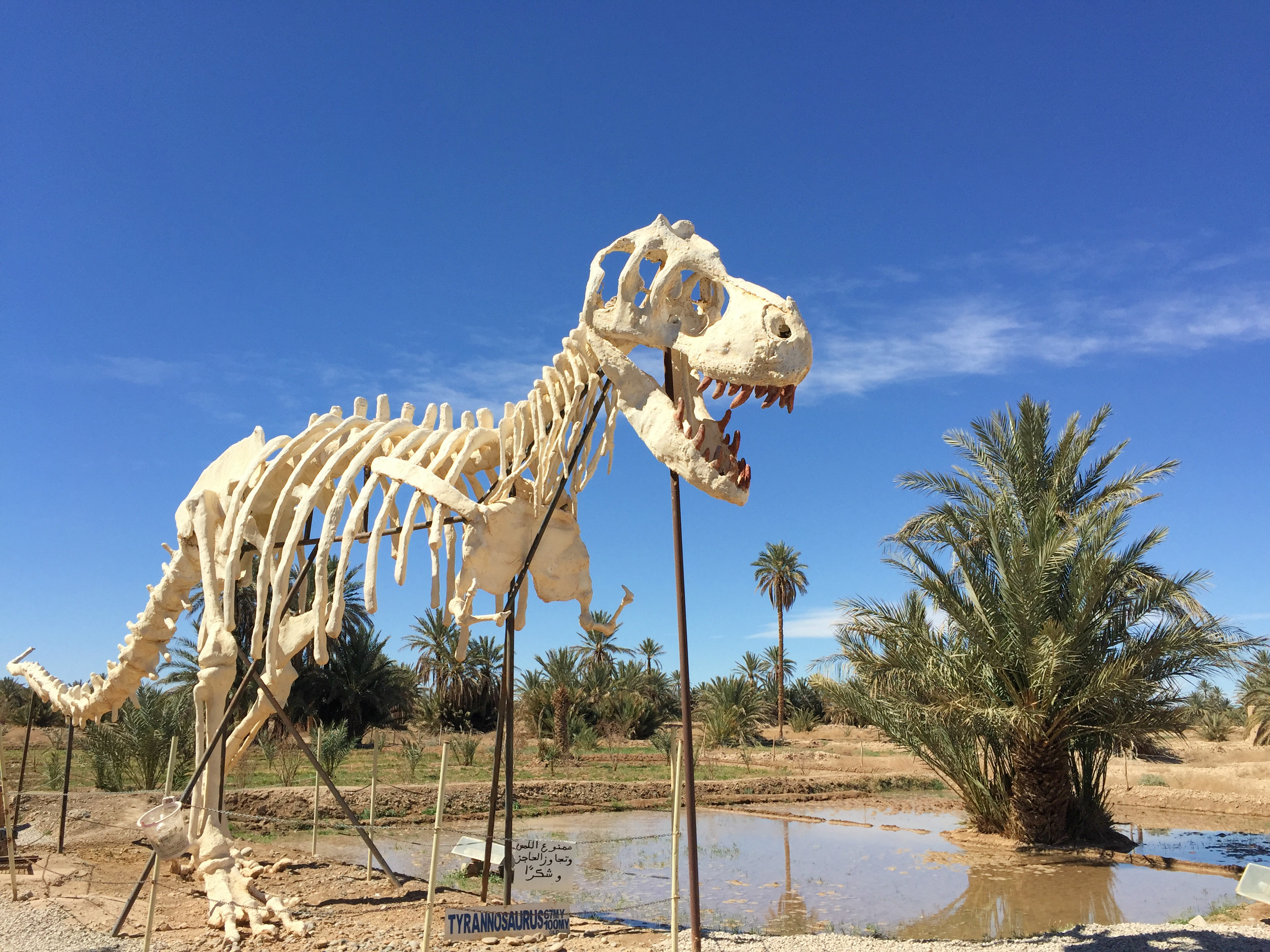 musée tahiri des fossiles et dinosaures Maroc