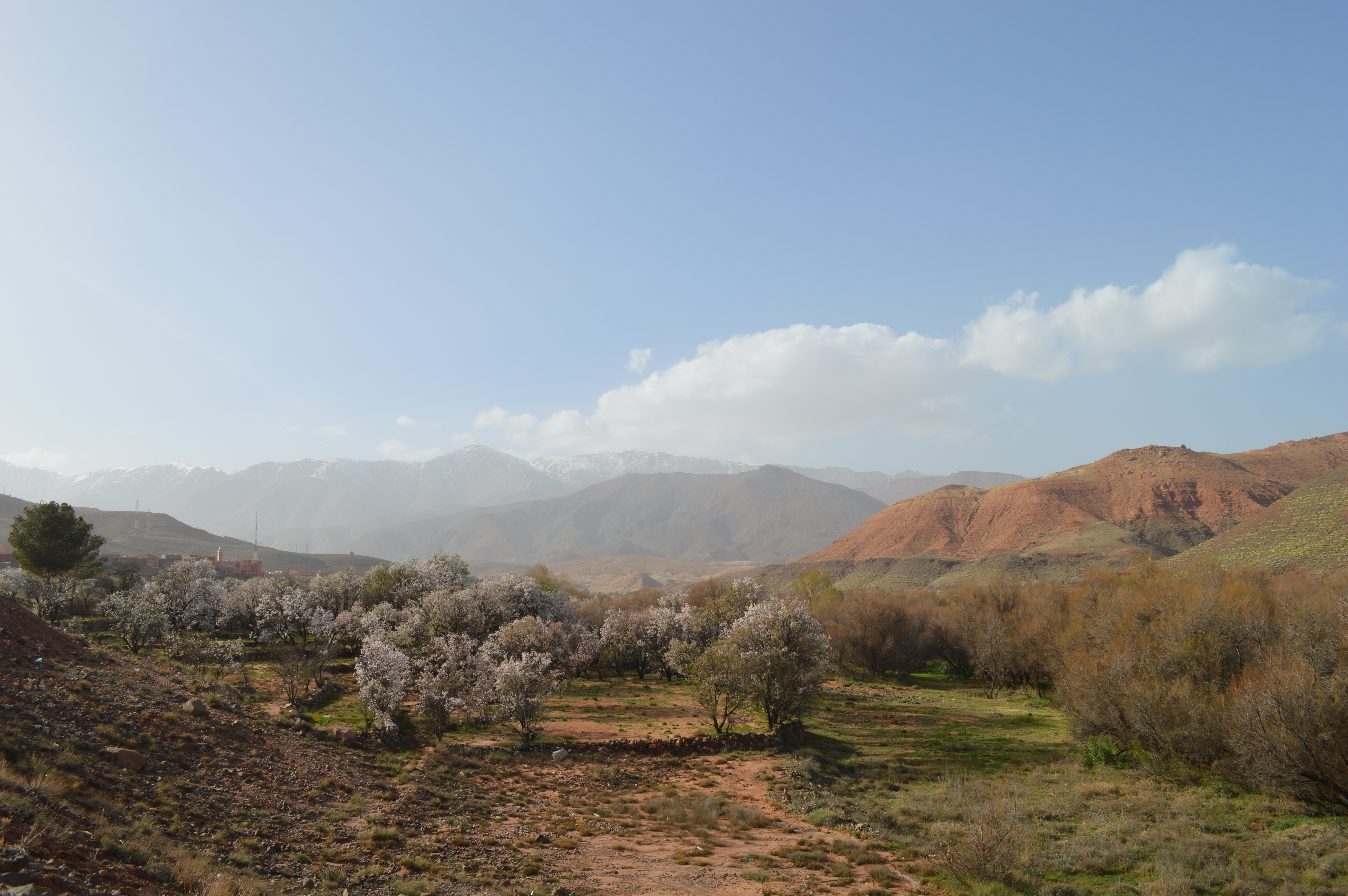 paysages marocains amandiers en fleurs blog camille in bordeaux