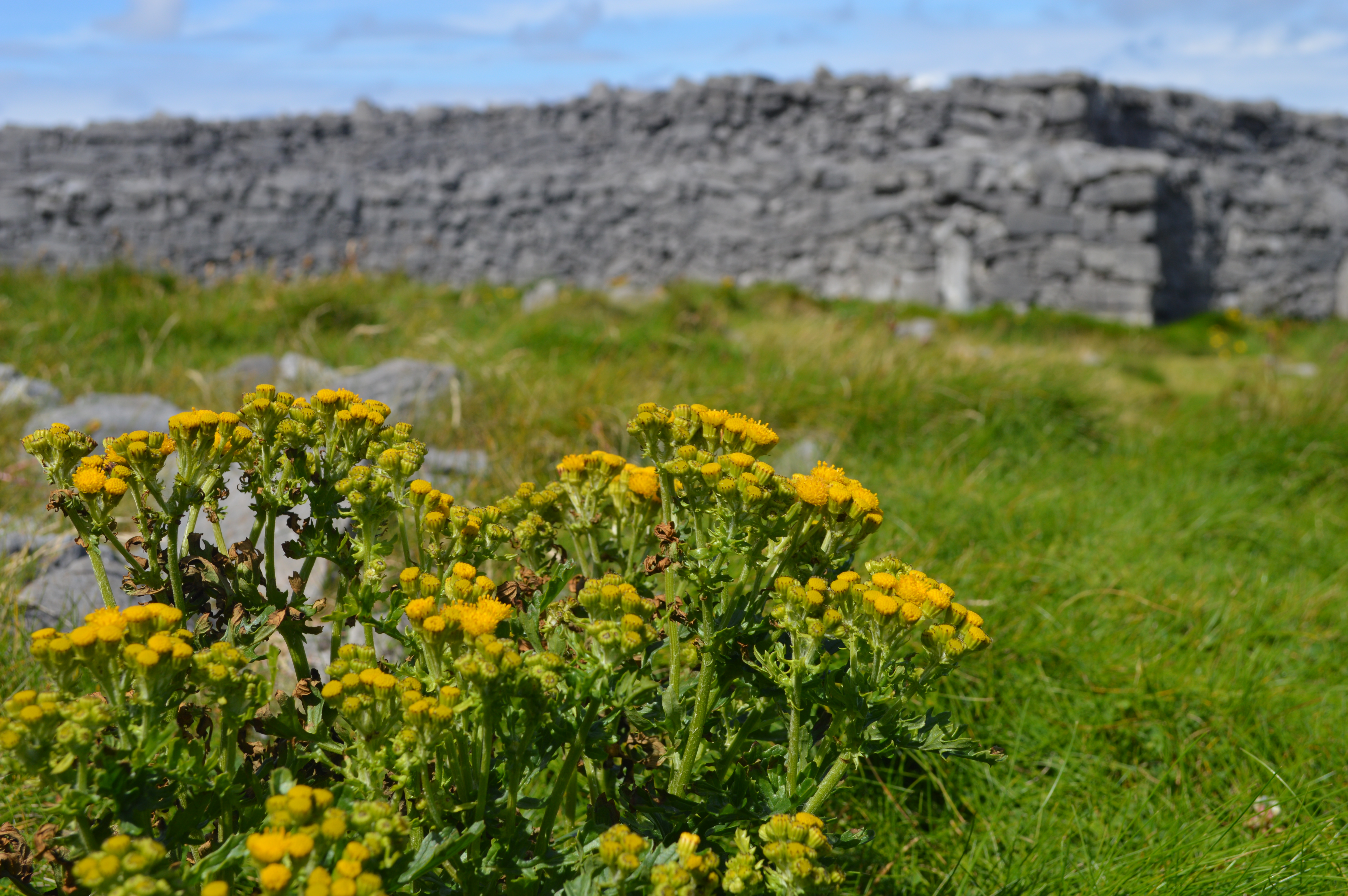 Dun Aengus fort Inishmore Connemara - blog Camille In Bordeaux