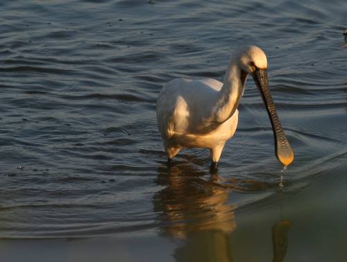 spatule blanche oiseau migrateur marais d'Orx - blog Camille In Bordeaux