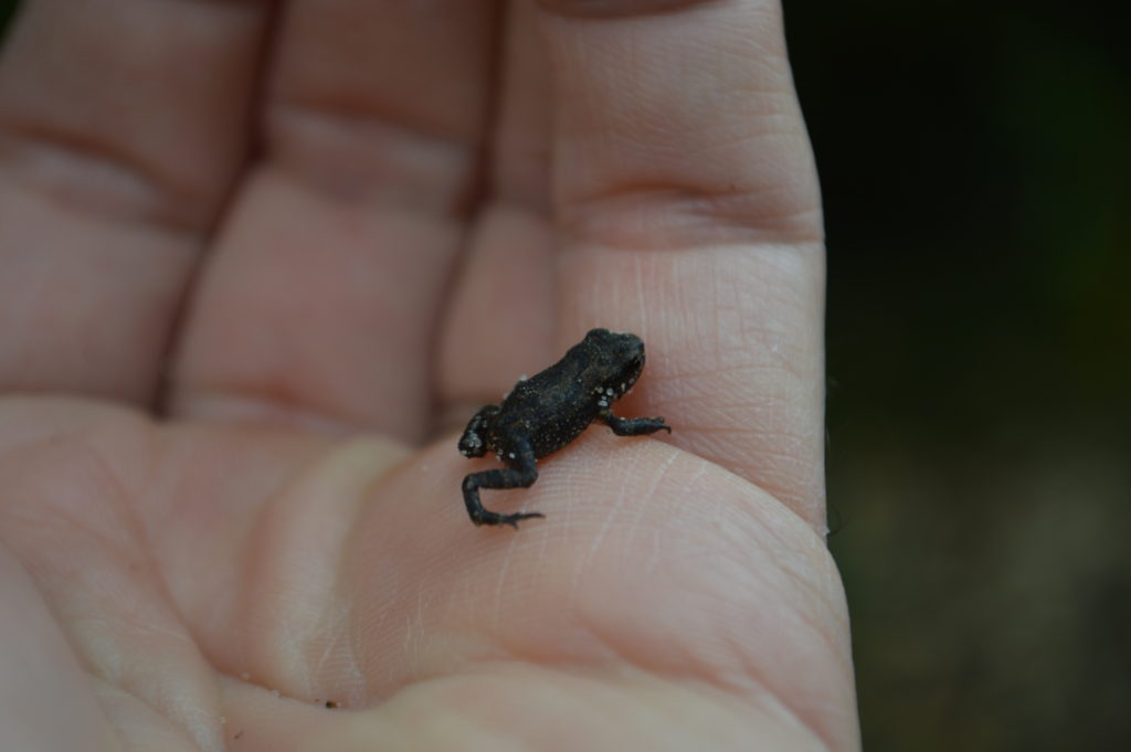 petite grenouille lagune de Contaut
