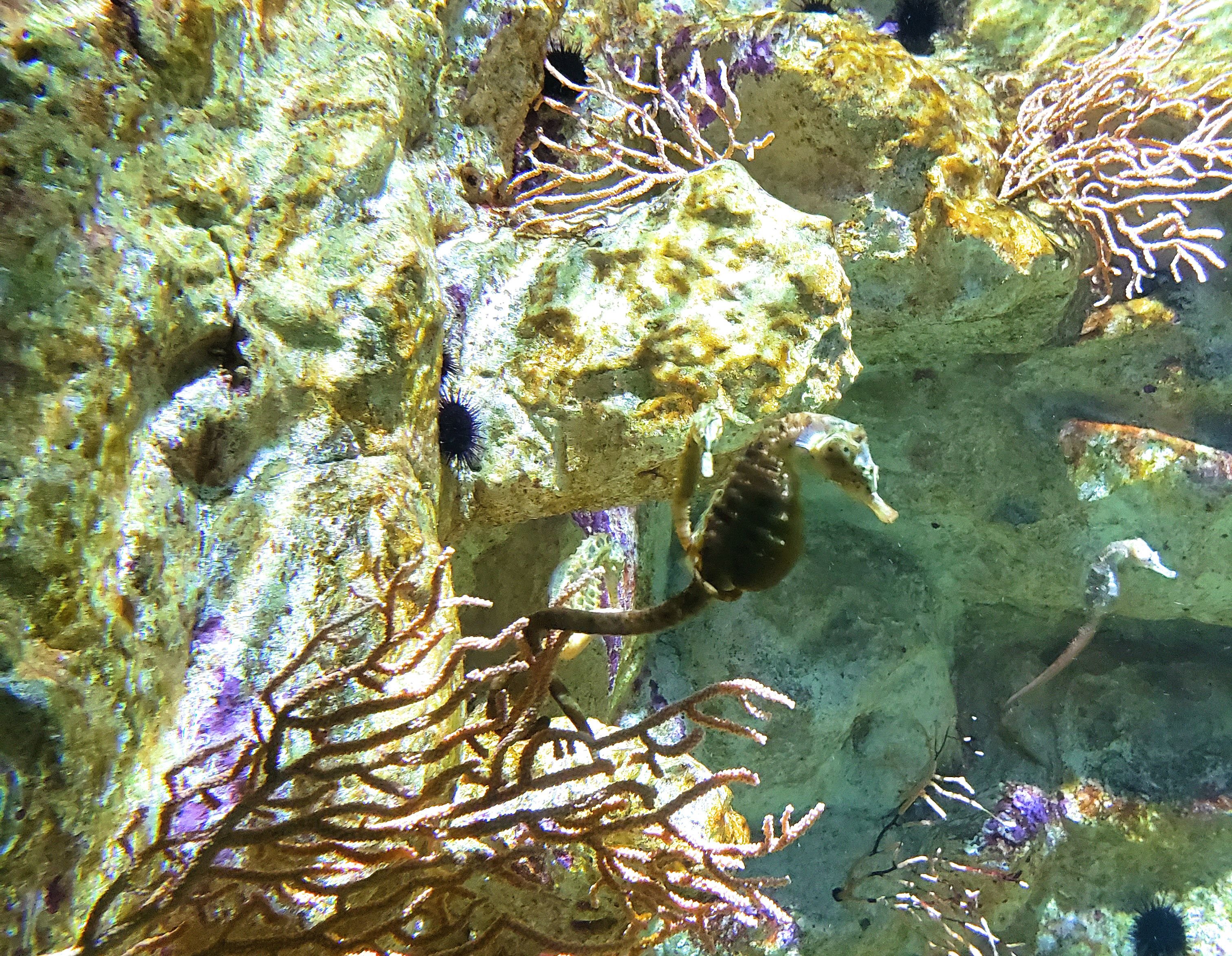 aquarium de la rochelle