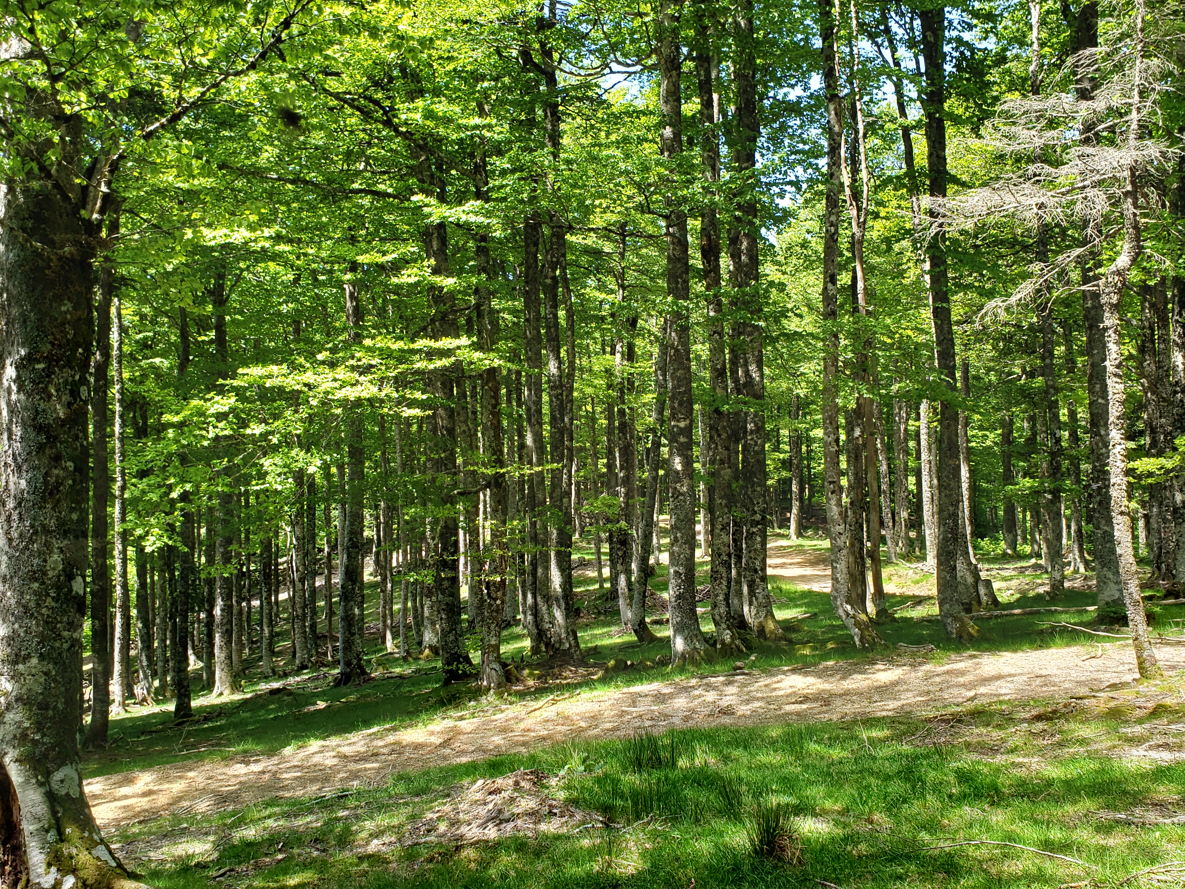 randonnée Pays Basque forêt Iraty