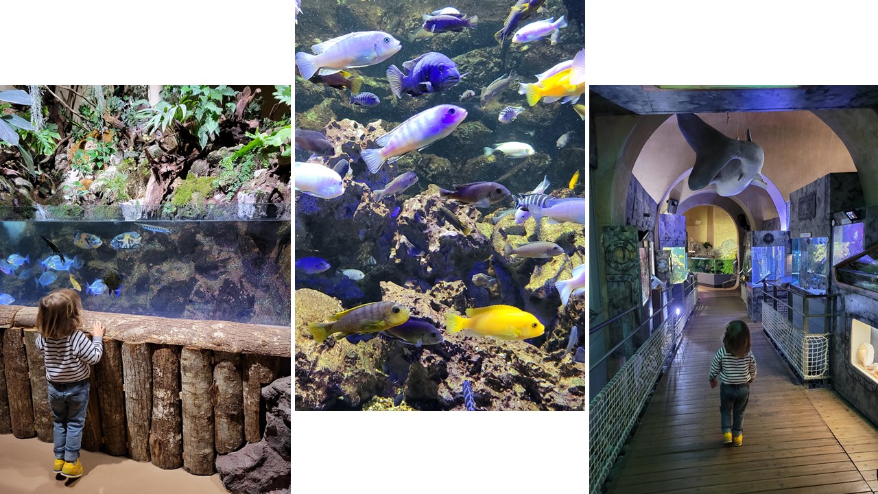 aquarium de Limoges