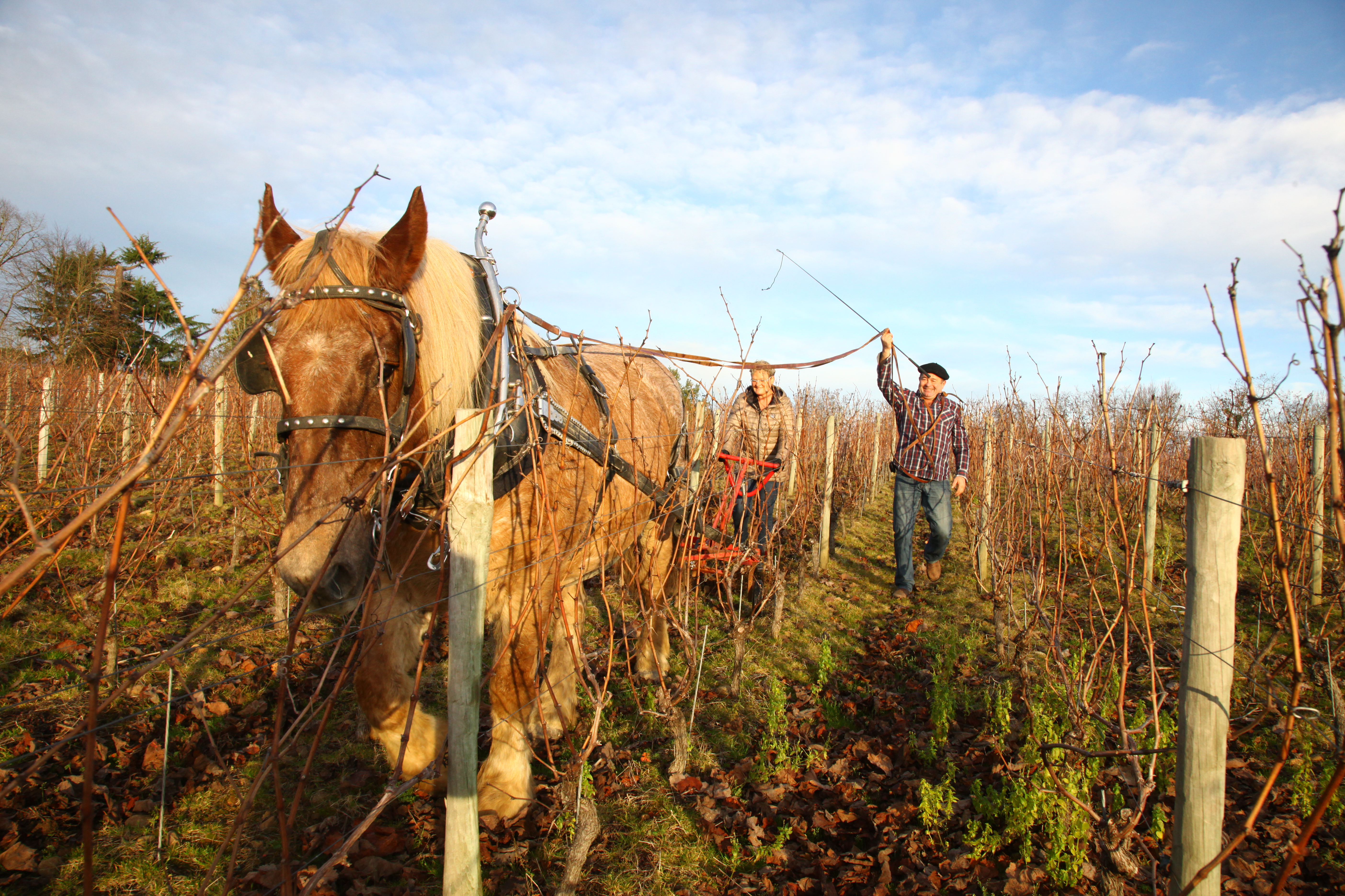 vignes Plaimont