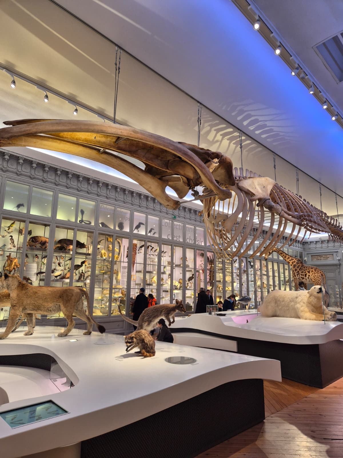 museum histoire naturelle camille in bordeaux
